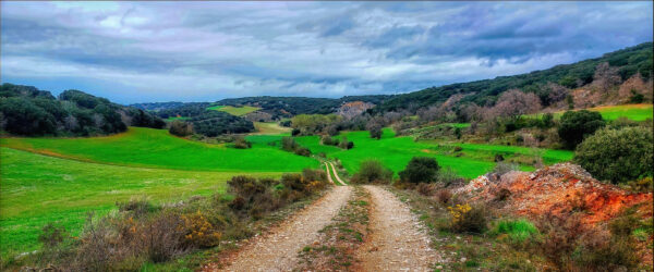 Camino